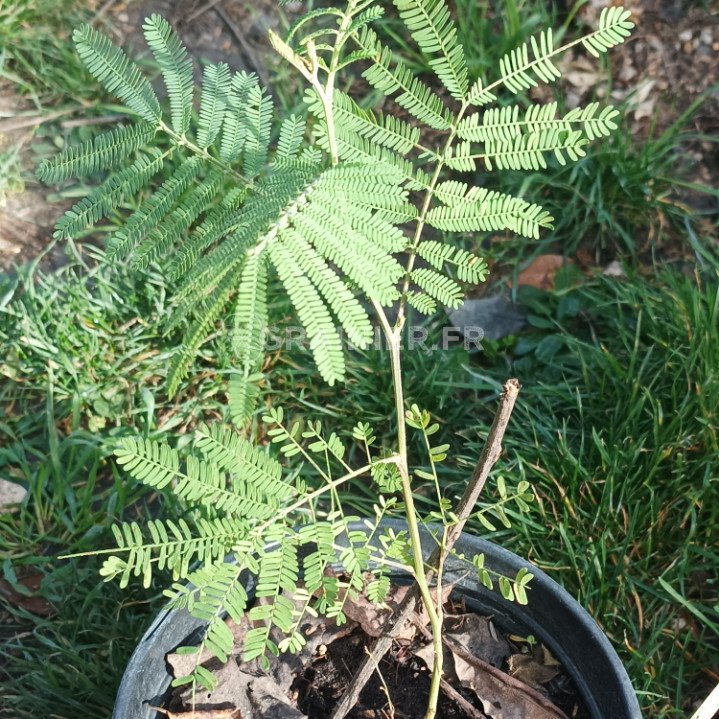 Acacia dealbata, Mimosa d'hiver image
